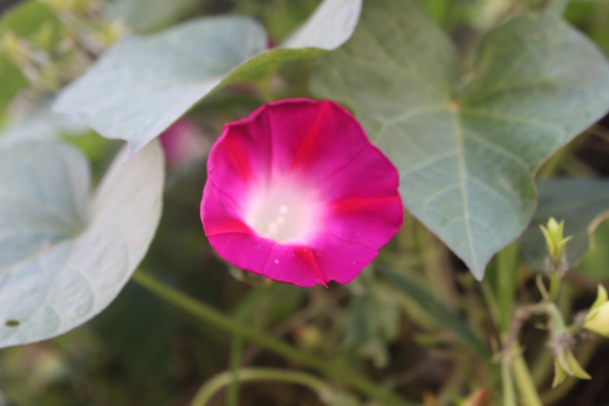 Ipomoea purpurea (L.) Roth